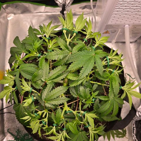 Zkittlez  Jelly Buds growlog timeline photo