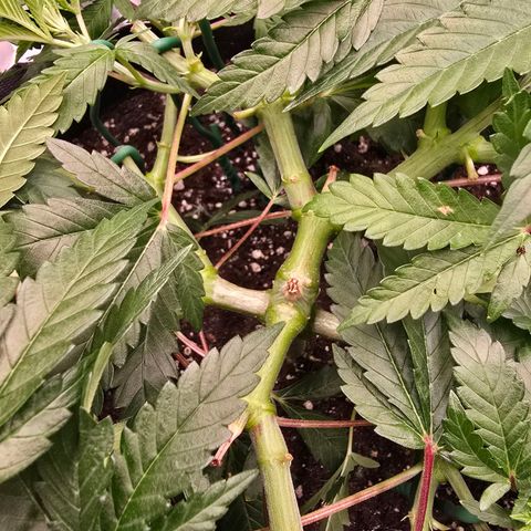Zkittlez  Jelly Buds growlog timeline photo