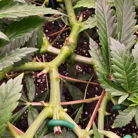 Zkittlez  Jelly Buds growlog timeline photo