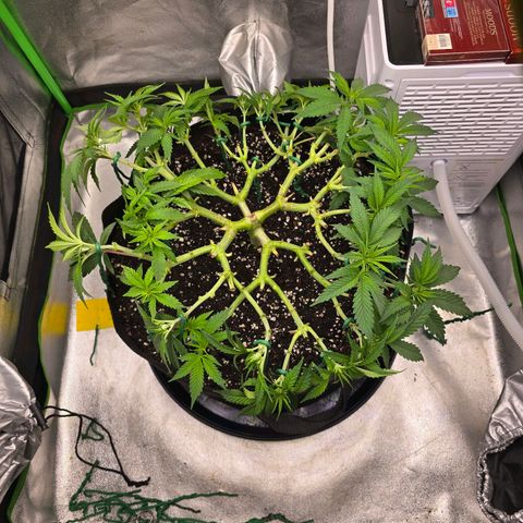 Zkittlez  Jelly Buds growlog timeline photo