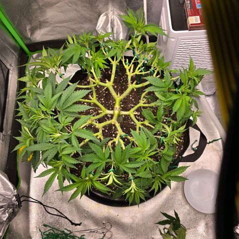 Zkittlez  Jelly Buds growlog timeline photo