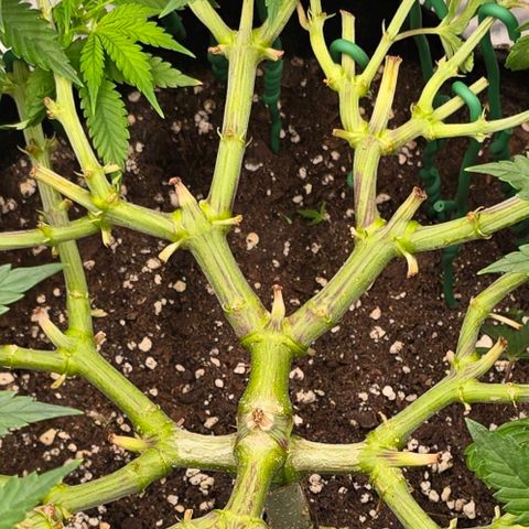 Zkittlez  Jelly Buds growlog timeline photo