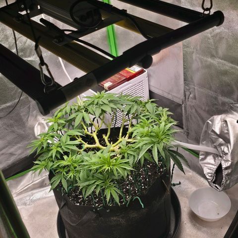 Zkittlez  Jelly Buds growlog timeline photo