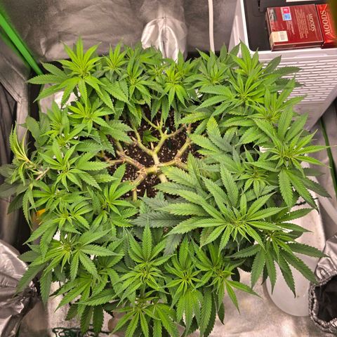 Zkittlez  Jelly Buds growlog timeline photo