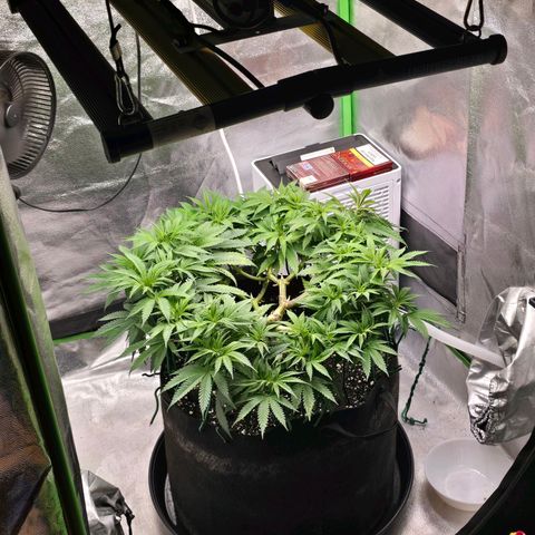 Zkittlez  Jelly Buds growlog timeline photo