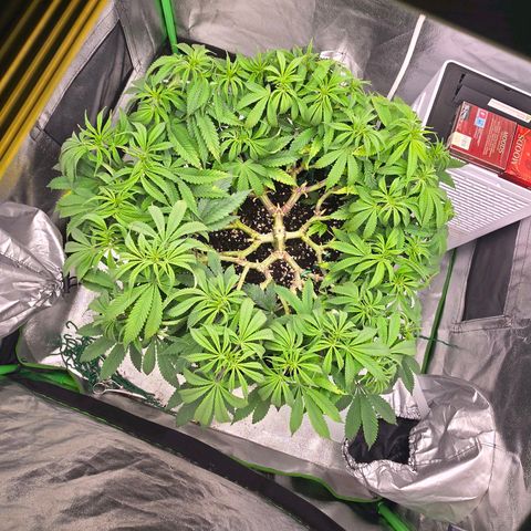 Zkittlez  Jelly Buds growlog photo: Leichten Cal mag Mangel deswegen die Erhöhung von 0,2 auf 0,5 pro L 
