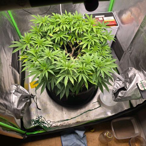 Zkittlez  Jelly Buds growlog timeline photo