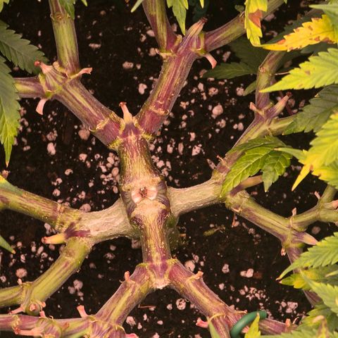 Zkittlez  Jelly Buds growlog timeline photo