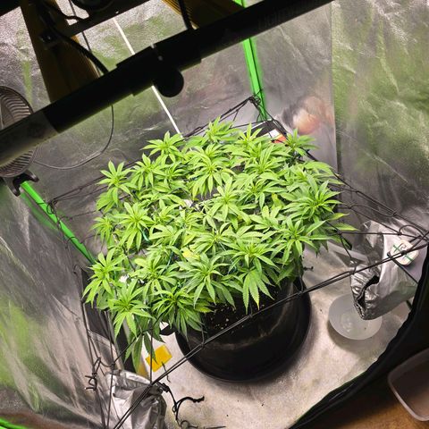 Zkittlez  Jelly Buds growlog timeline photo