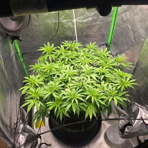 Zkittlez  Jelly Buds growlog timeline photo