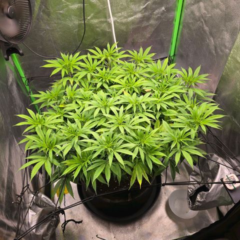 Zkittlez  Jelly Buds growlog timeline photo