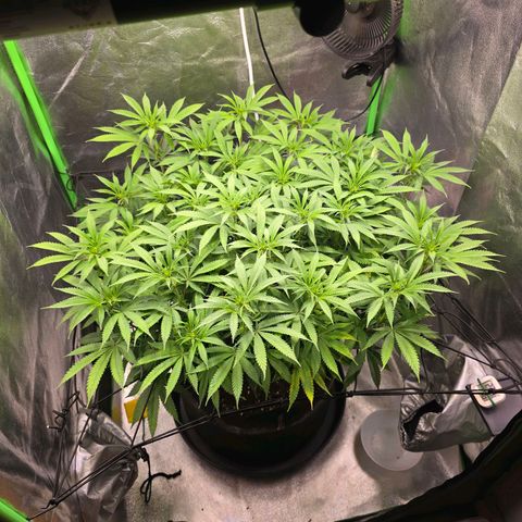 Zkittlez  Jelly Buds growlog timeline photo