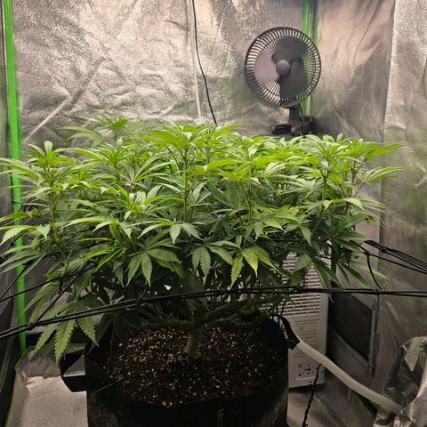 Zkittlez  Jelly Buds growlog timeline photo