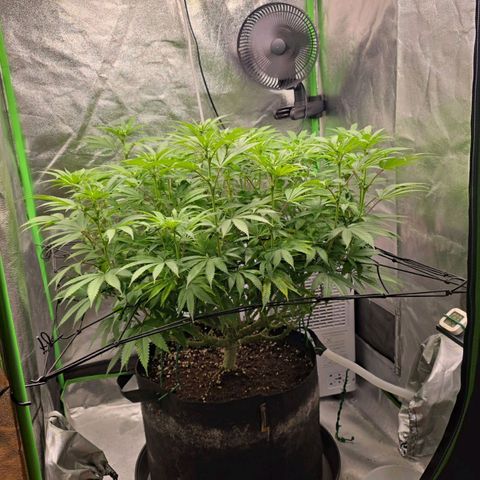 Zkittlez  Jelly Buds growlog timeline photo
