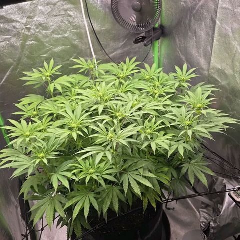 Zkittlez  Jelly Buds growlog timeline photo