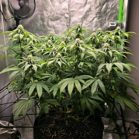 Zkittlez  Jelly Buds growlog timeline photo