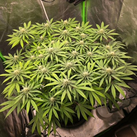 Zkittlez  Jelly Buds growlog timeline photo