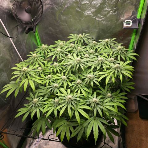Zkittlez  Jelly Buds growlog timeline photo