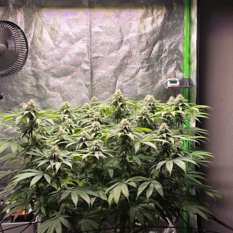 Zkittlez  Jelly Buds growlog timeline photo