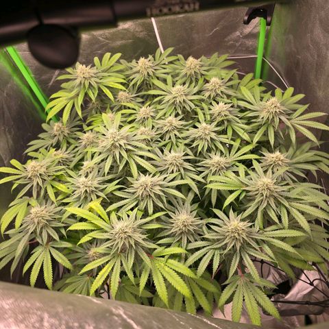 Zkittlez  Jelly Buds growlog timeline photo