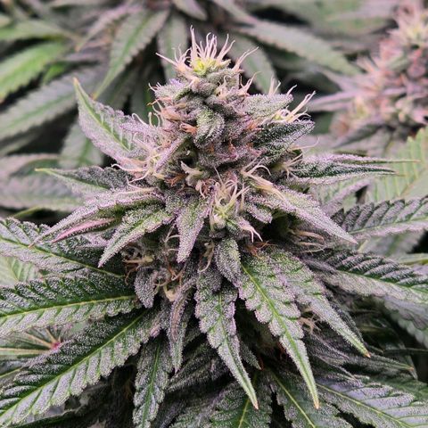 Zkittlez  Jelly Buds growlog timeline photo