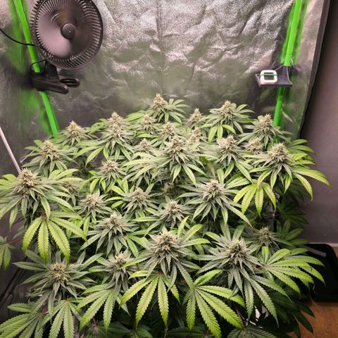 Zkittlez  Jelly Buds growlog timeline photo