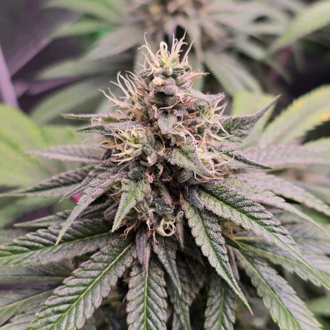 Zkittlez  Jelly Buds growlog timeline photo