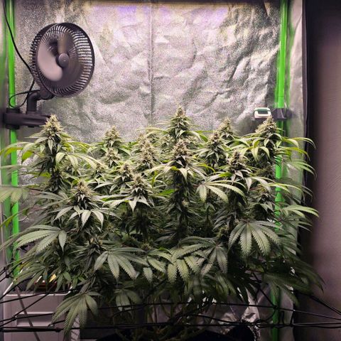 Zkittlez  Jelly Buds growlog timeline photo