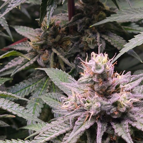 Zkittlez  Jelly Buds growlog timeline photo