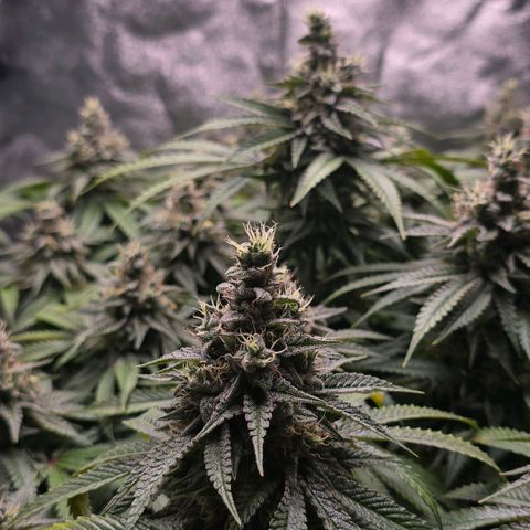 Zkittlez  Jelly Buds growlog timeline photo