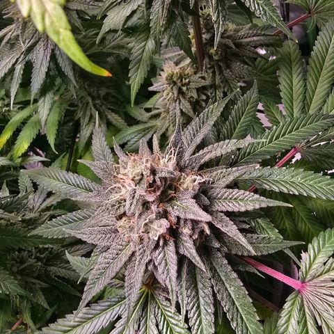 Zkittlez  Jelly Buds growlog timeline photo