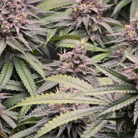 Zkittlez  Jelly Buds growlog timeline photo