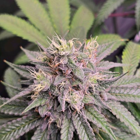 Zkittlez  Jelly Buds growlog timeline photo