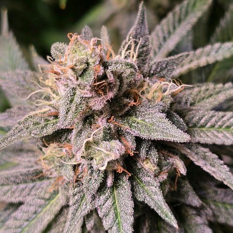 Zkittlez  Jelly Buds growlog timeline photo