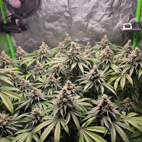 Zkittlez  Jelly Buds growlog timeline photo