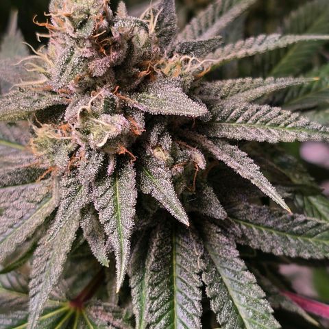 Zkittlez  Jelly Buds growlog timeline photo