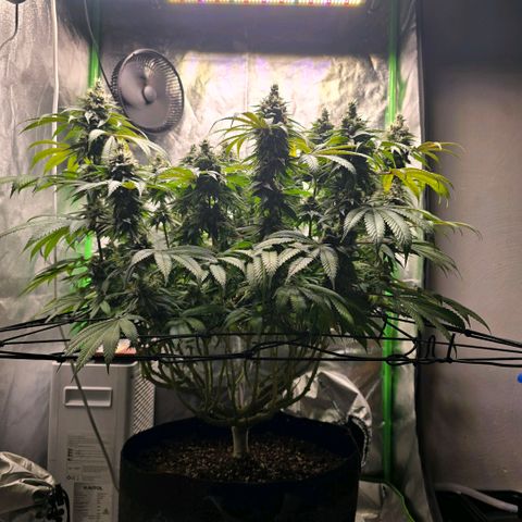 Zkittlez  Jelly Buds growlog timeline photo