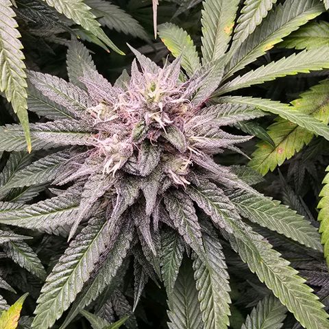 Zkittlez  Jelly Buds growlog timeline photo