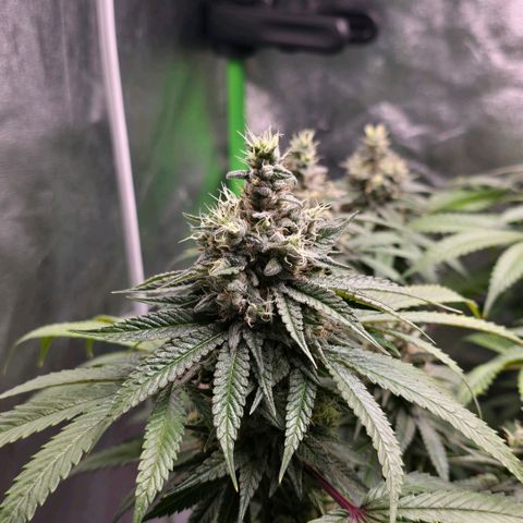 Zkittlez  Jelly Buds growlog timeline photo