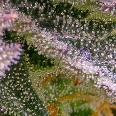 Zkittlez  Jelly Buds growlog photo: Noch nicht ganz reif nochmal ungefähr 10l nur Wasser 6.5 wert 