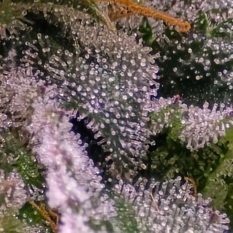 Zkittlez  Jelly Buds growlog photo: Noch nicht ganz reif nochmal ungefähr 10l nur Wasser 6.5 wert 