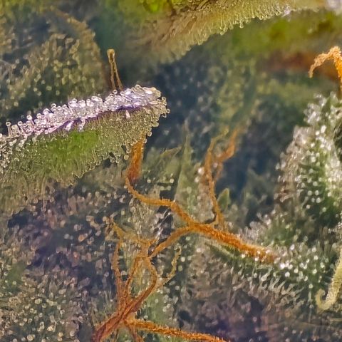 Zkittlez  Jelly Buds growlog photo: Noch nicht ganz reif nochmal ungefähr 10l nur Wasser 6.5 wert 