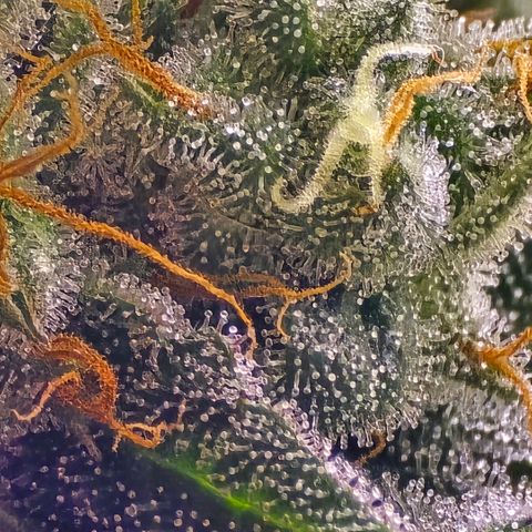 Zkittlez  Jelly Buds growlog photo: Noch nicht ganz reif nochmal ungefähr 10l nur Wasser 6.5 wert 