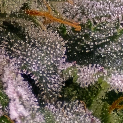 Zkittlez  Jelly Buds growlog photo: Noch nicht ganz reif nochmal ungefähr 10l nur Wasser 6.5 wert 