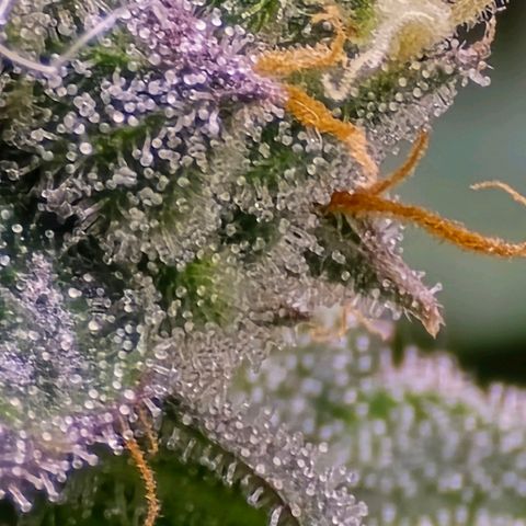 Zkittlez  Jelly Buds growlog photo: Noch nicht ganz reif nochmal ungefähr 10l nur Wasser 6.5 wert 