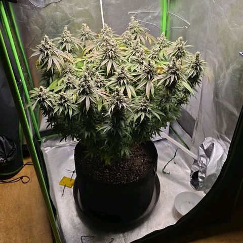 Zkittlez  Jelly Buds growlog timeline photo