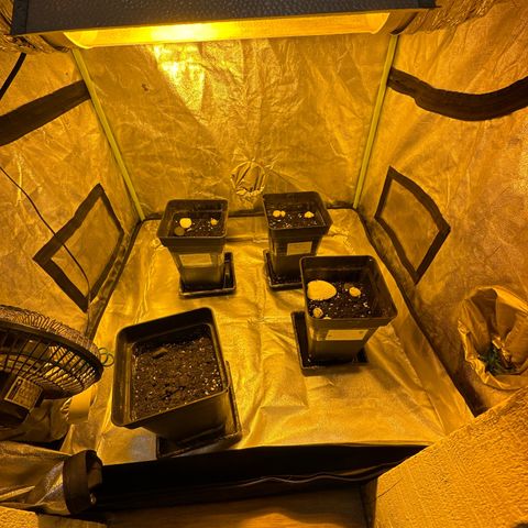 Public Enemy growlog timeline photo