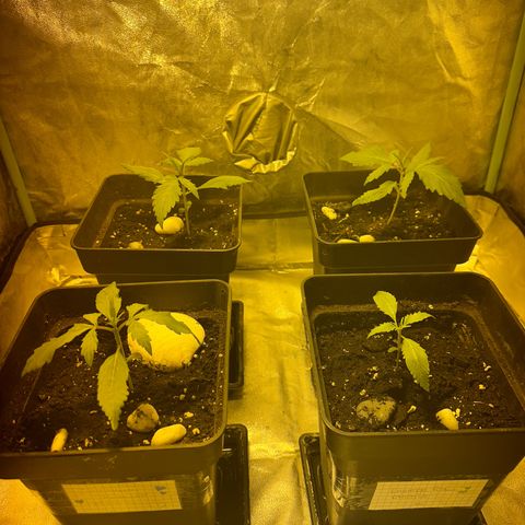 Public Enemy growlog timeline photo