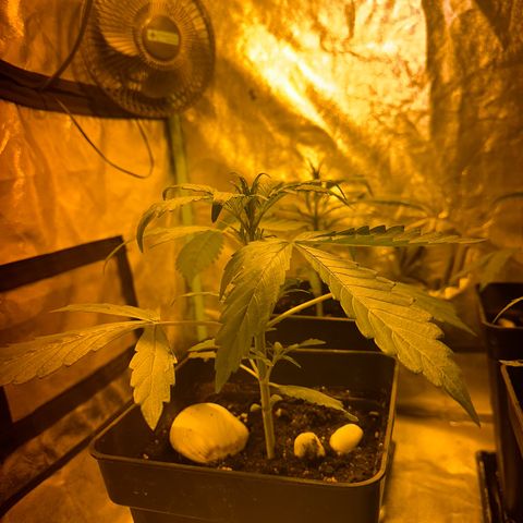 Public Enemy growlog timeline photo