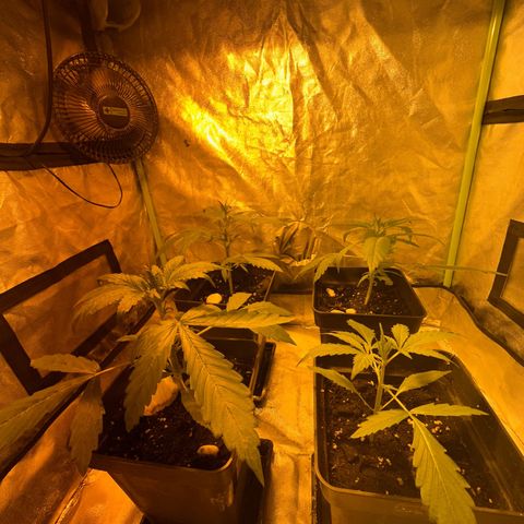 Public Enemy growlog timeline photo